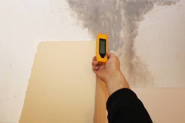 Best Mold Removal for HVAC Installations  in Taylor, MI