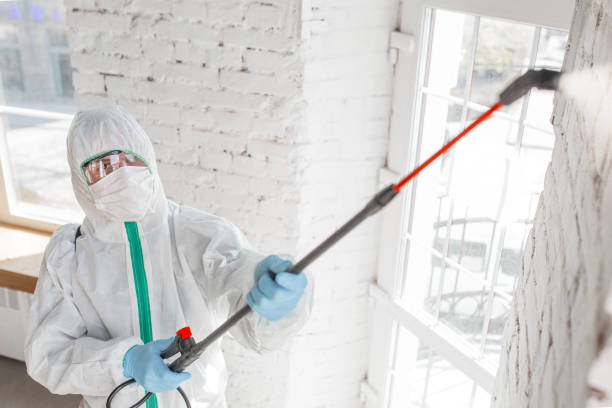 Best Mold Damage Restoration  in Taylor, MI