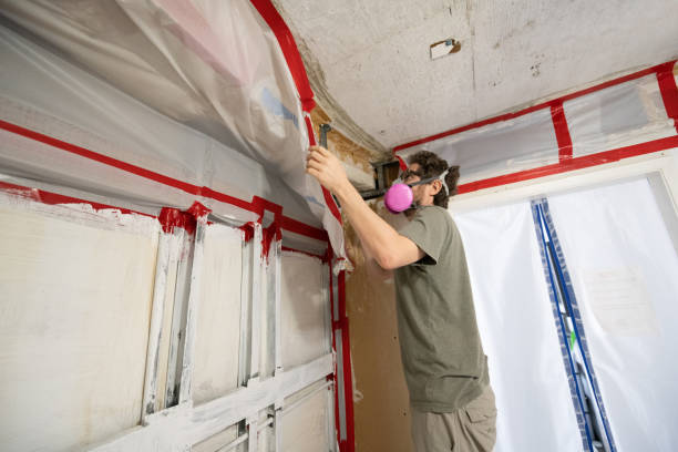 Best Mold Damage Restoration  in Taylor, MI