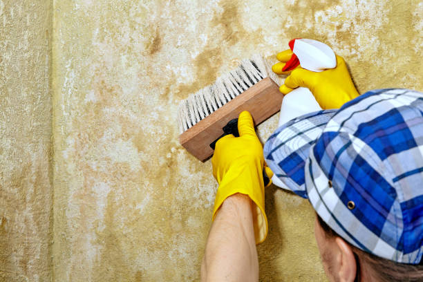 Best Basement Mold Removal  in Taylor, MI