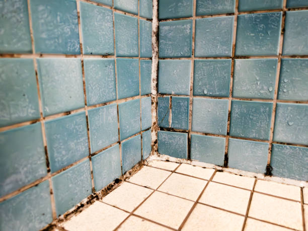 Reliable Taylor, MI Mold Removal Solutions